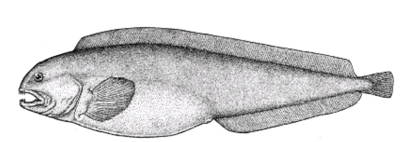 Anarhichas denticulatus_01.jpg